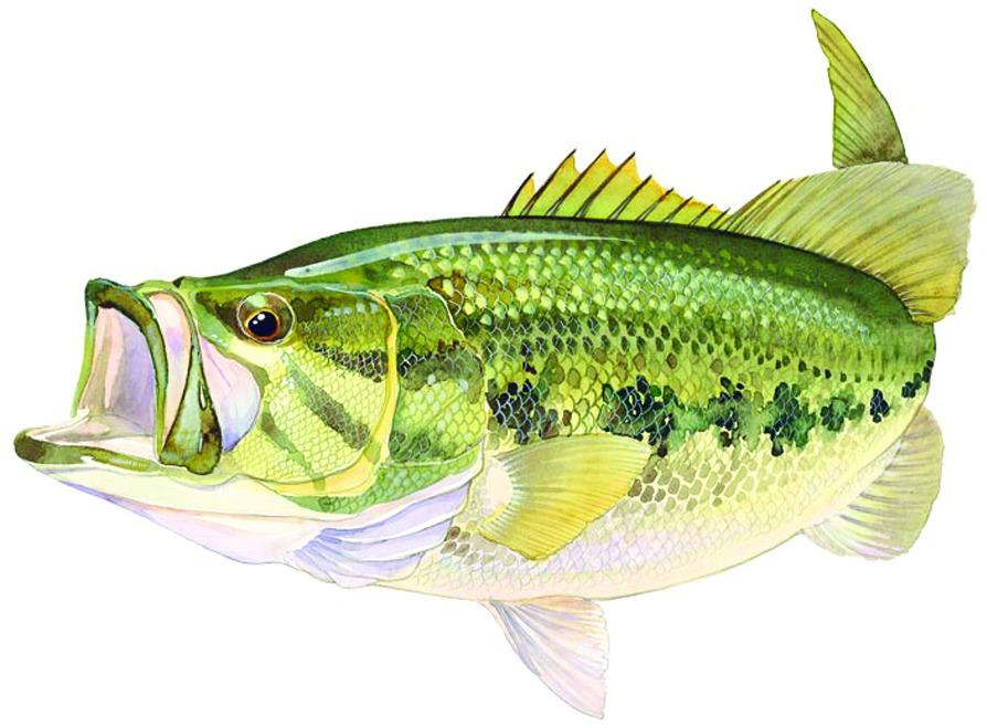 AFN ST5599 Large Mouth Bass Decal